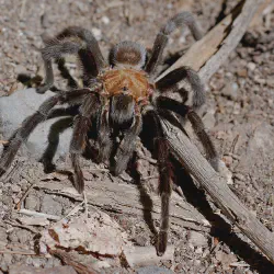 /img/15190-tarantula-molting.webp