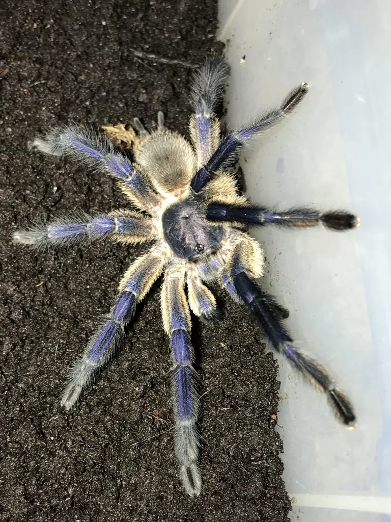 15190 tarantula water dish