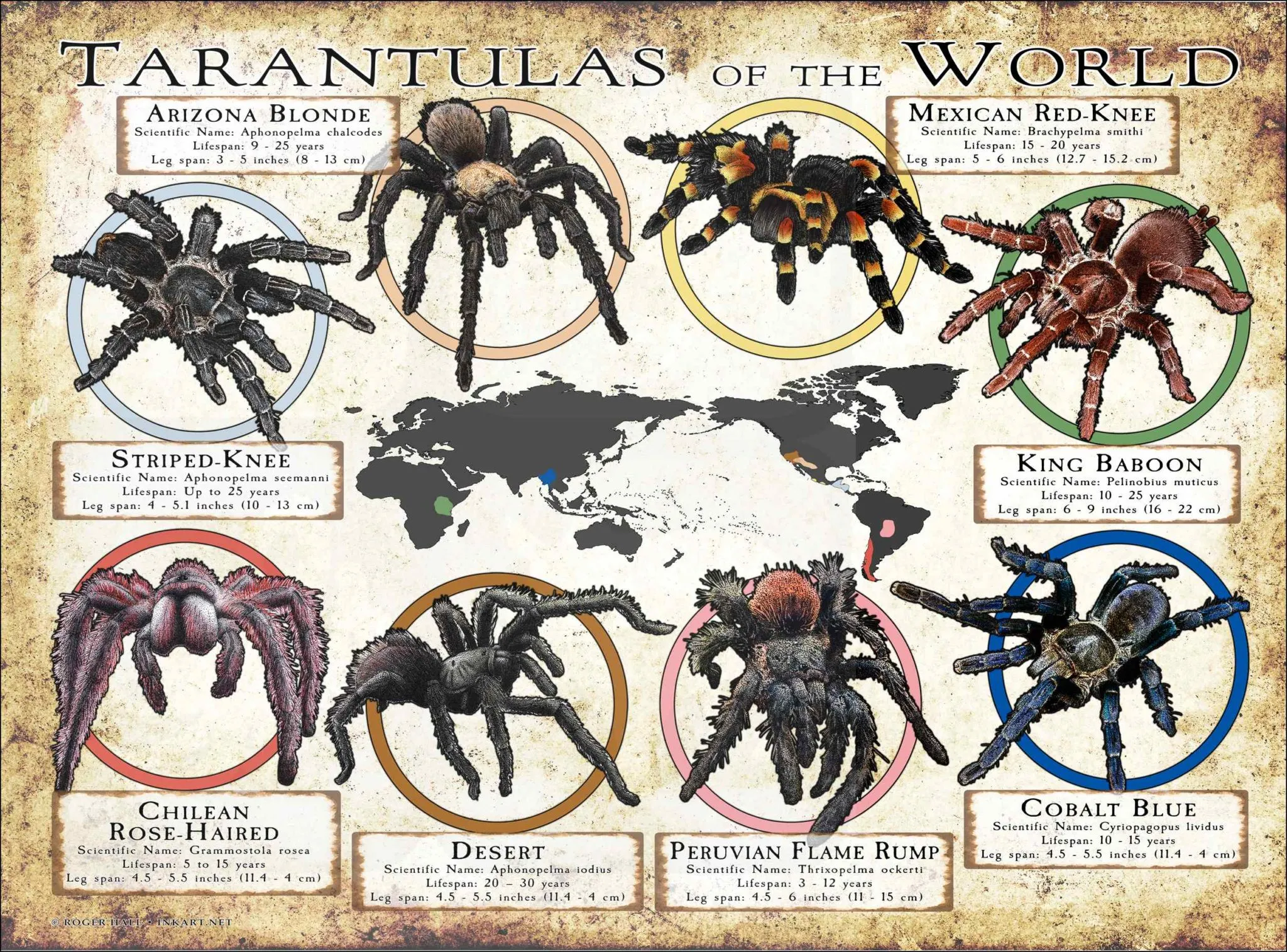 15191 tarantula habitat