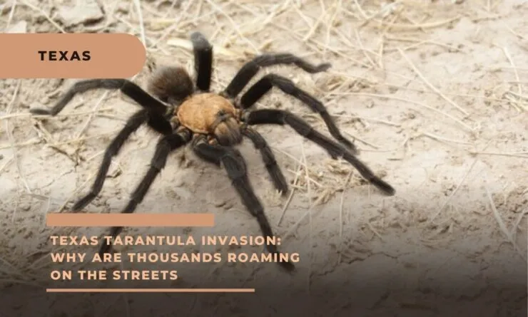 15194 texas tarantula migration image5