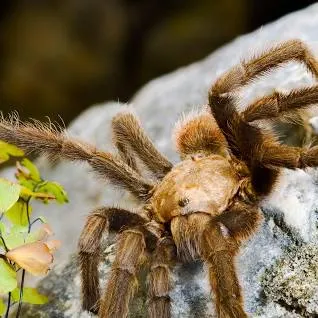 15194 texas tarantula migration image6