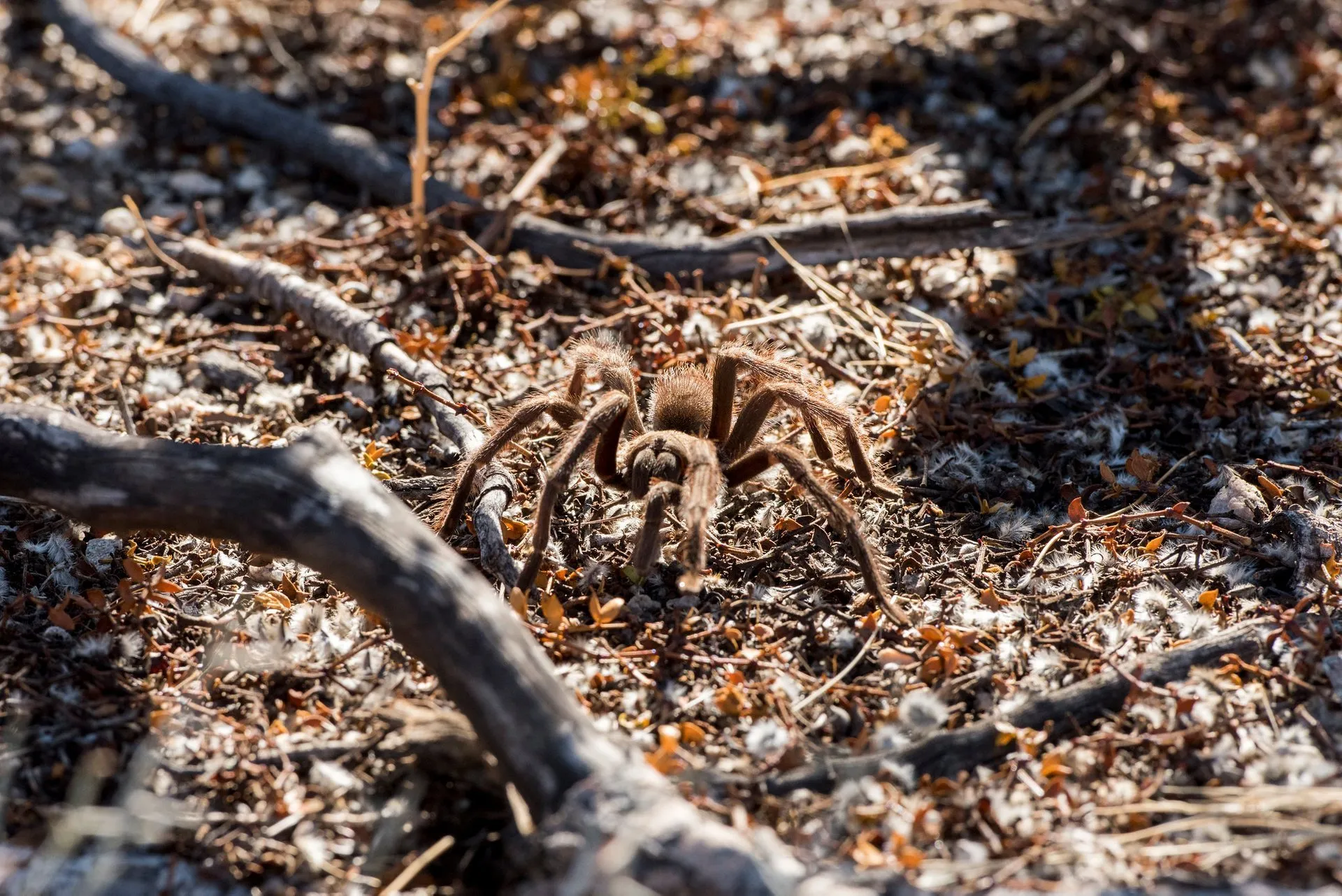 /img/15194-texas-tarantula-migration-image7.webp