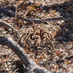 /img/15194-texas-tarantula-migration-image7.webp
