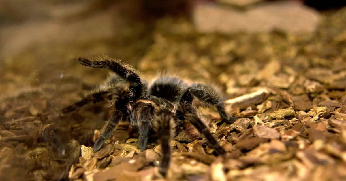 15195 tarantula size species