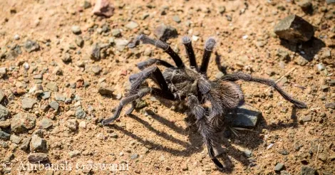 15196 tarantula app troubleshooting