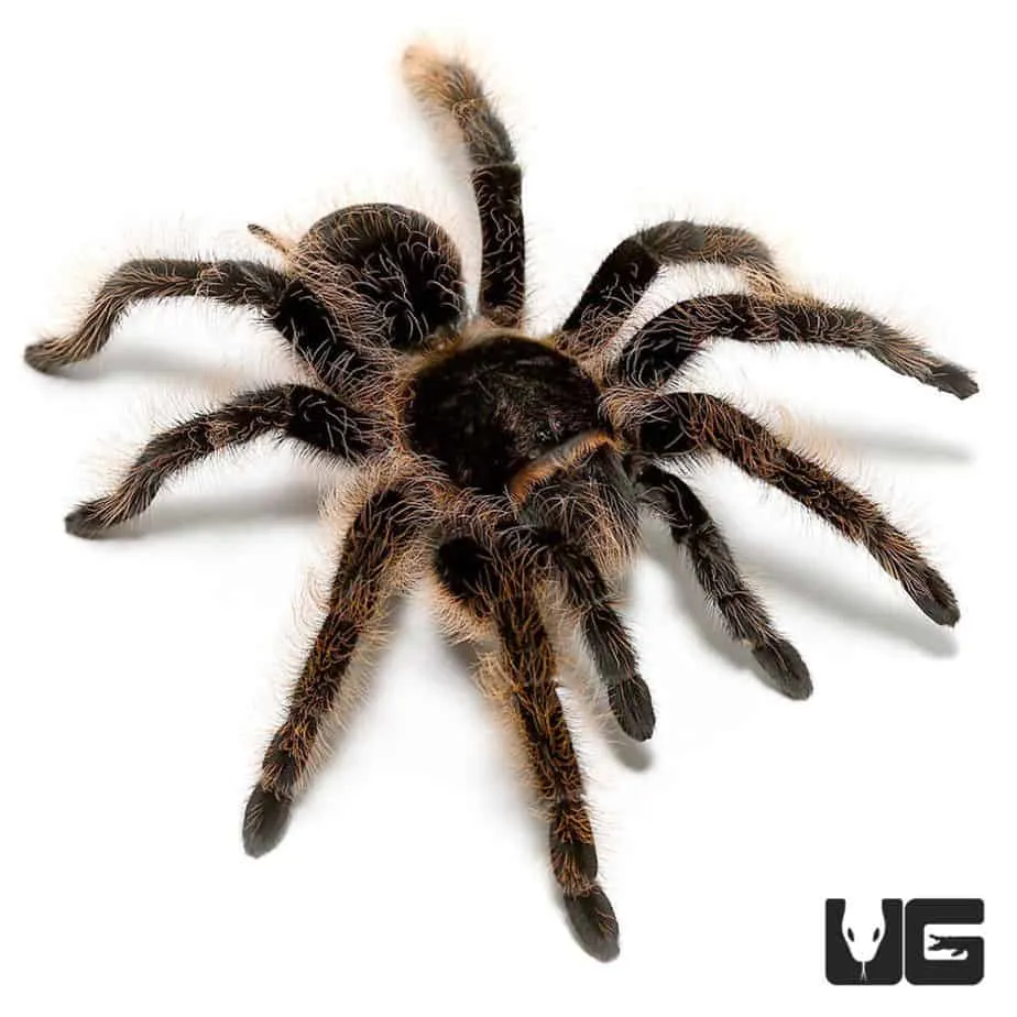 15197 curly hair tarantula overview