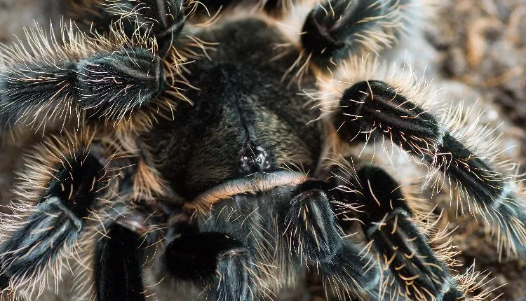 15197 tarantula feeding