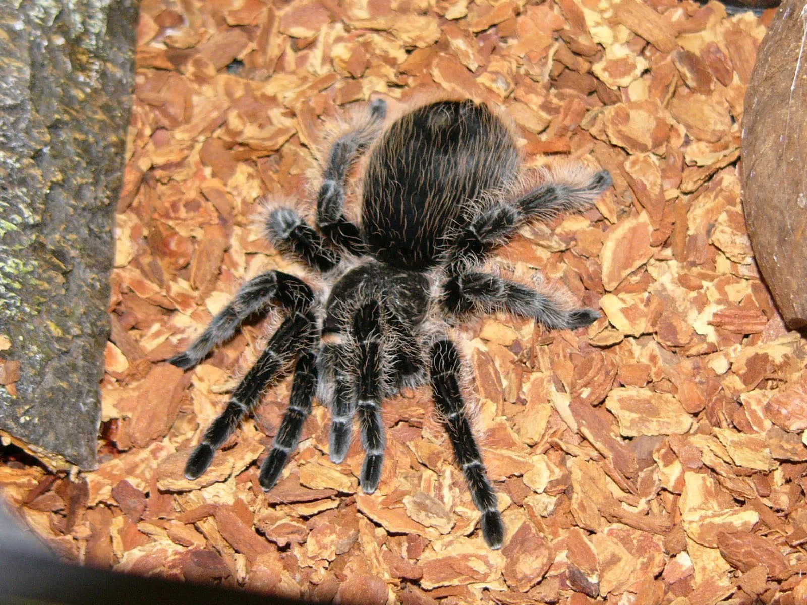 /img/15197-tarantula-shedding.webp