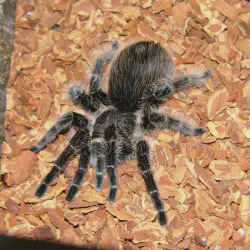 /img/15197-tarantula-shedding.webp
