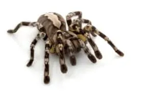 /img/15198-striped-knee-tarantula-comparison.webp