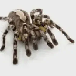/img/15198-striped-knee-tarantula-comparison.webp