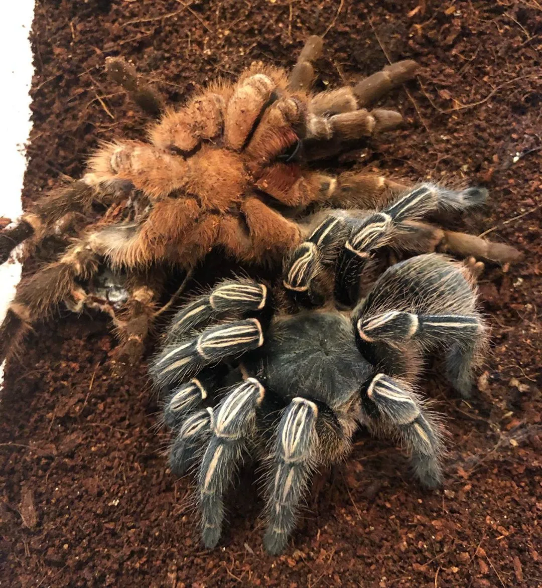 15198 striped knee tarantula overview