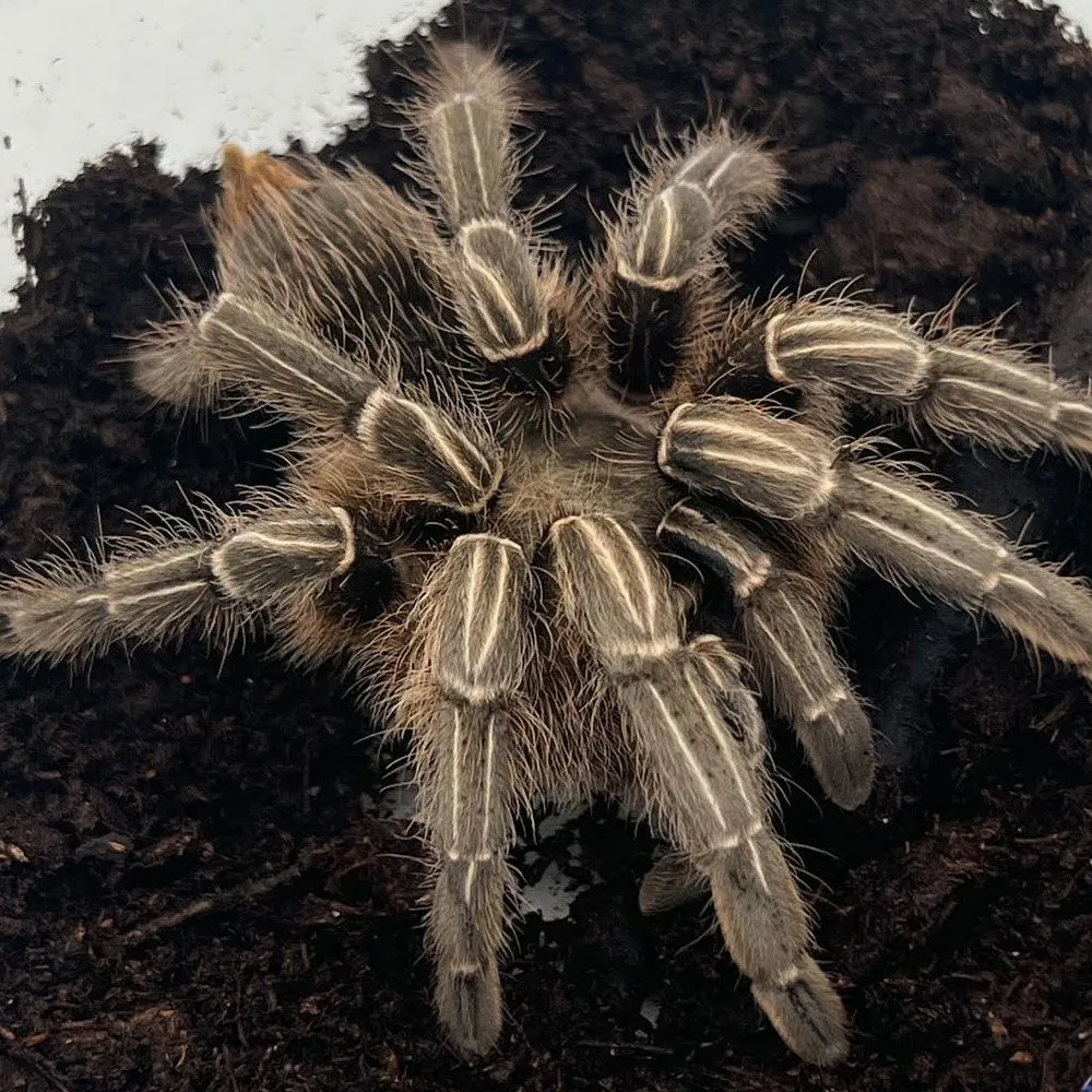 15198 tarantula molting
