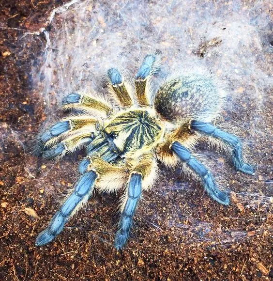 15201 managing spider fear