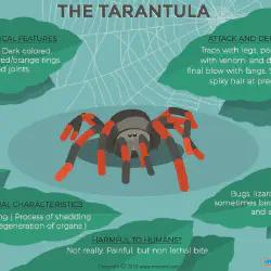 /img/15202-tarantula-enclosure-cleaning.webp
