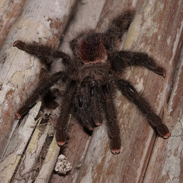 15203 pink toe tarantula gender 1