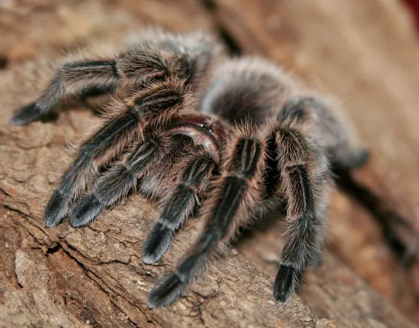 15205 tarantula breeder