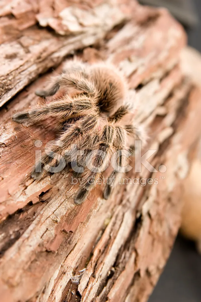 /img/15205-tarantula-feeding.webp