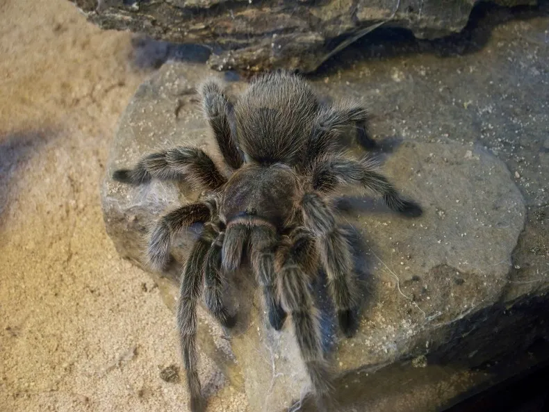 15205 tarantula health check