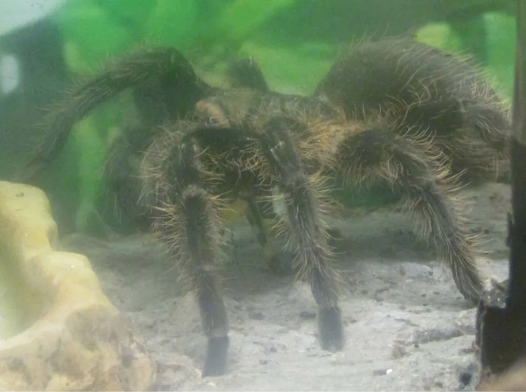 15206 honduran tarantula behavior