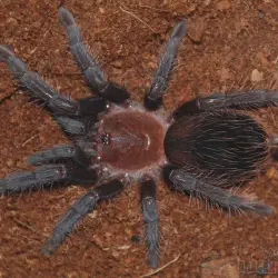 /img/15206-honduran-tarantula-conservation.webp