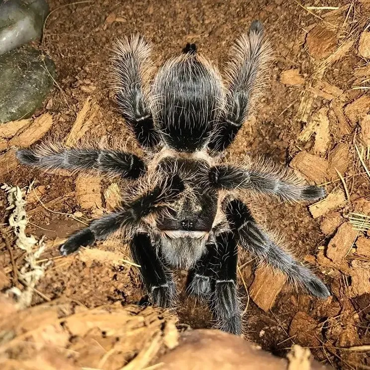 15206 honduran tarantula feeding