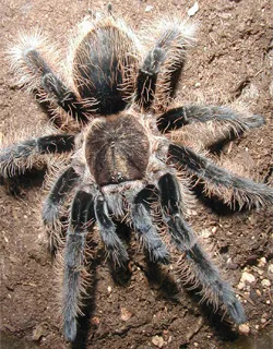 15206 honduran tarantula overview