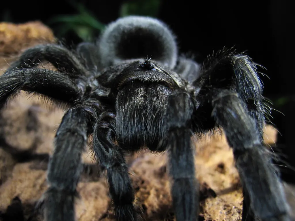 15208 brazilian black tarantula handling guiding