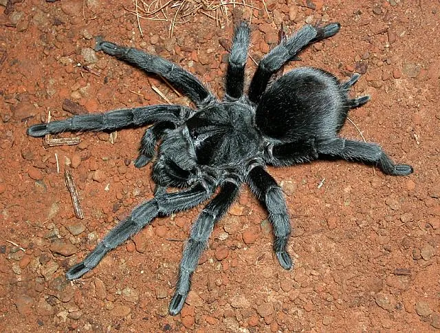 15208 brazilian black tarantula handling return