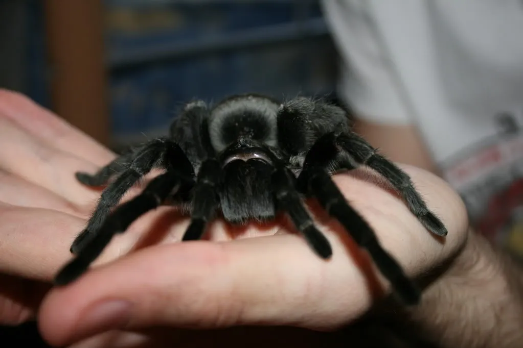 /img/15208-brazilian-black-tarantula-handling-safety.webp