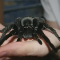 /img/15208-brazilian-black-tarantula-handling-safety.webp