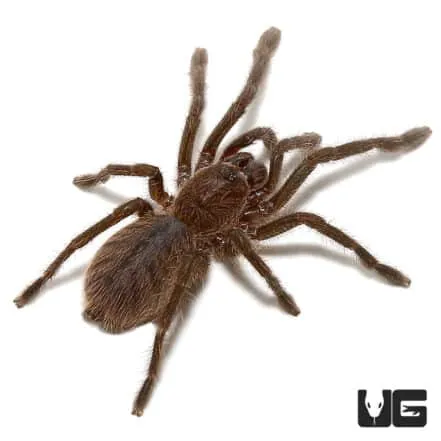 15209 cobalt blue tarantula feeding