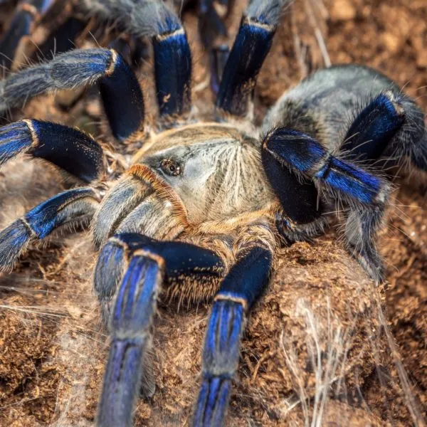 15209 tarantula breeder