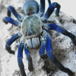 /img/15209-tarantula-health.webp