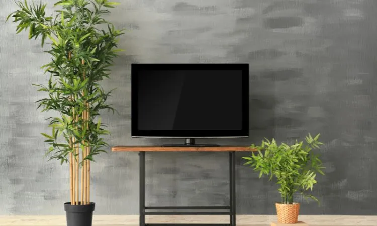 15210 outdoor tarantula enclosure 1