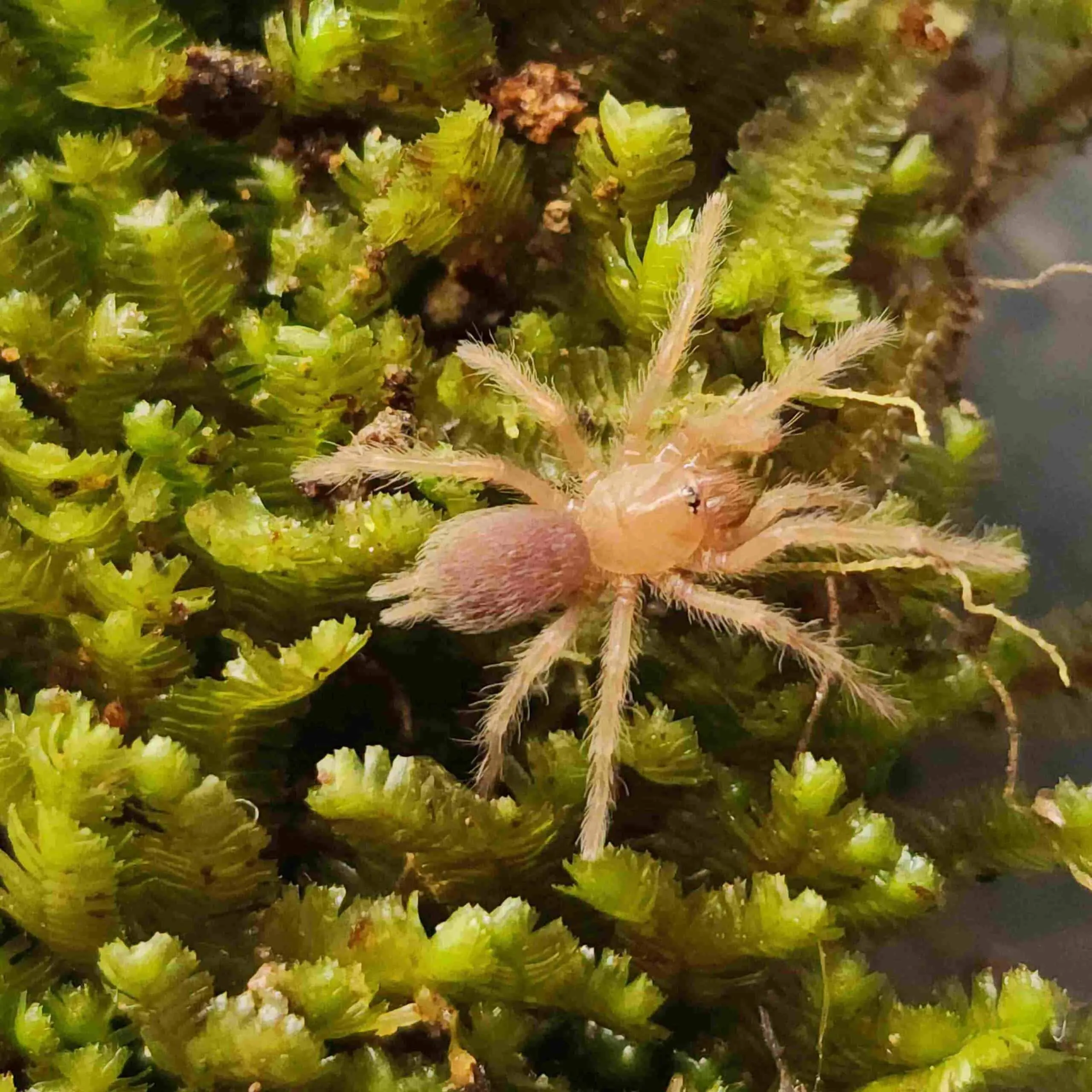 15211 australian tarantula burrow