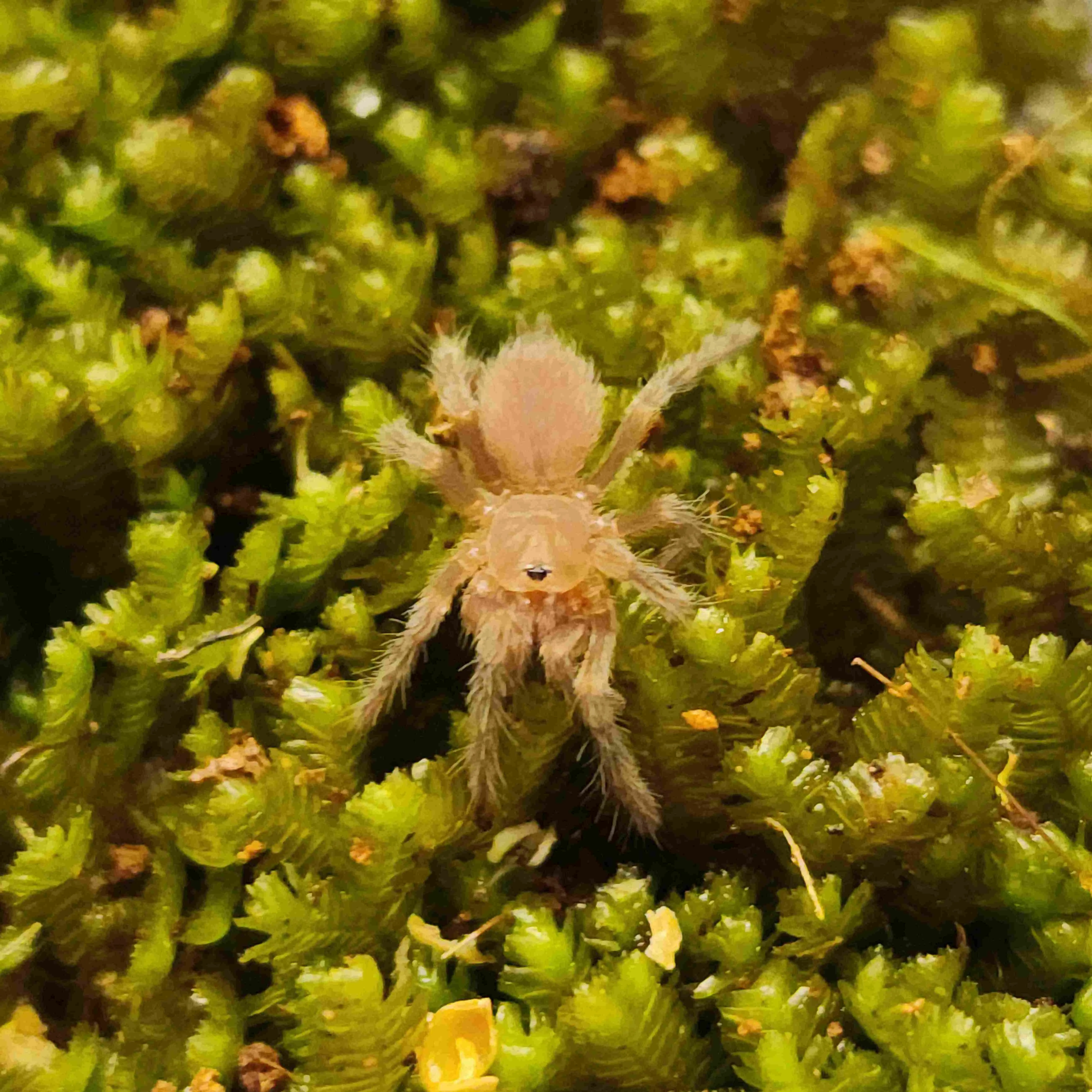 15211 australian tarantula habitat
