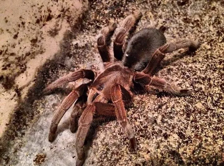 15211 australian tarantula overview