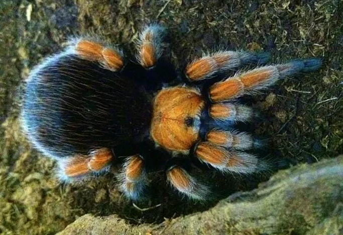 15212 blood leg tarantula breeding