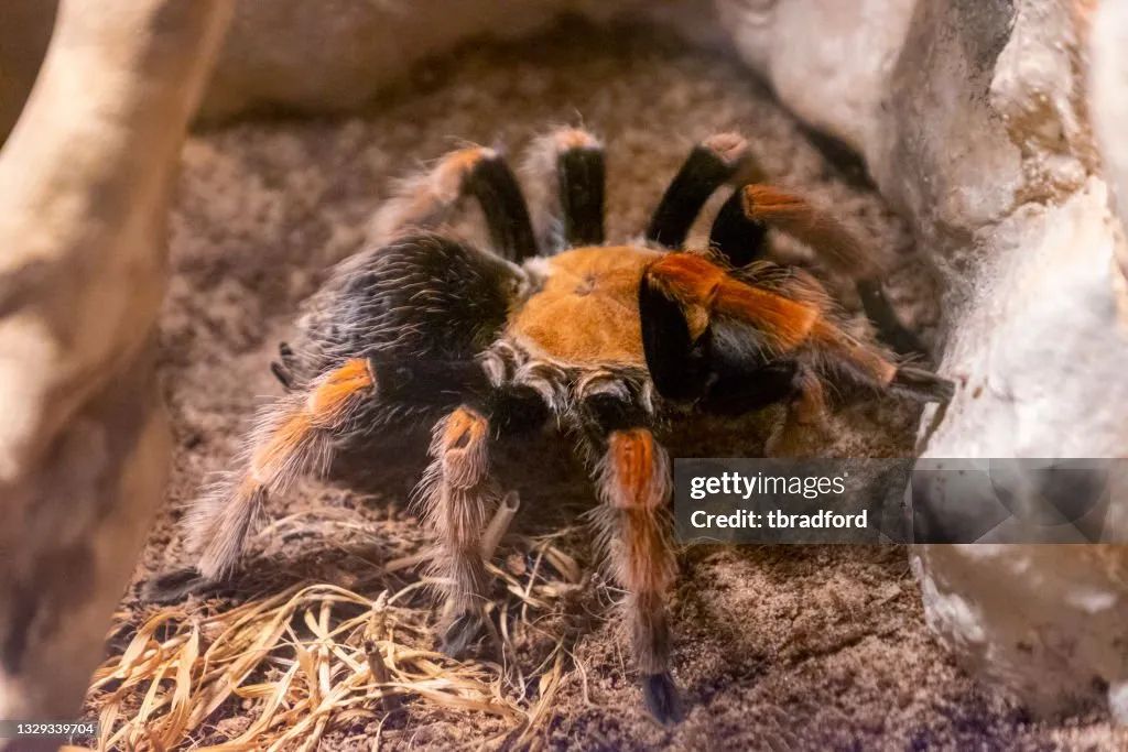 /img/15212-blood-leg-tarantula-conservation.webp
