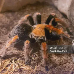 /img/15212-blood-leg-tarantula-conservation.webp