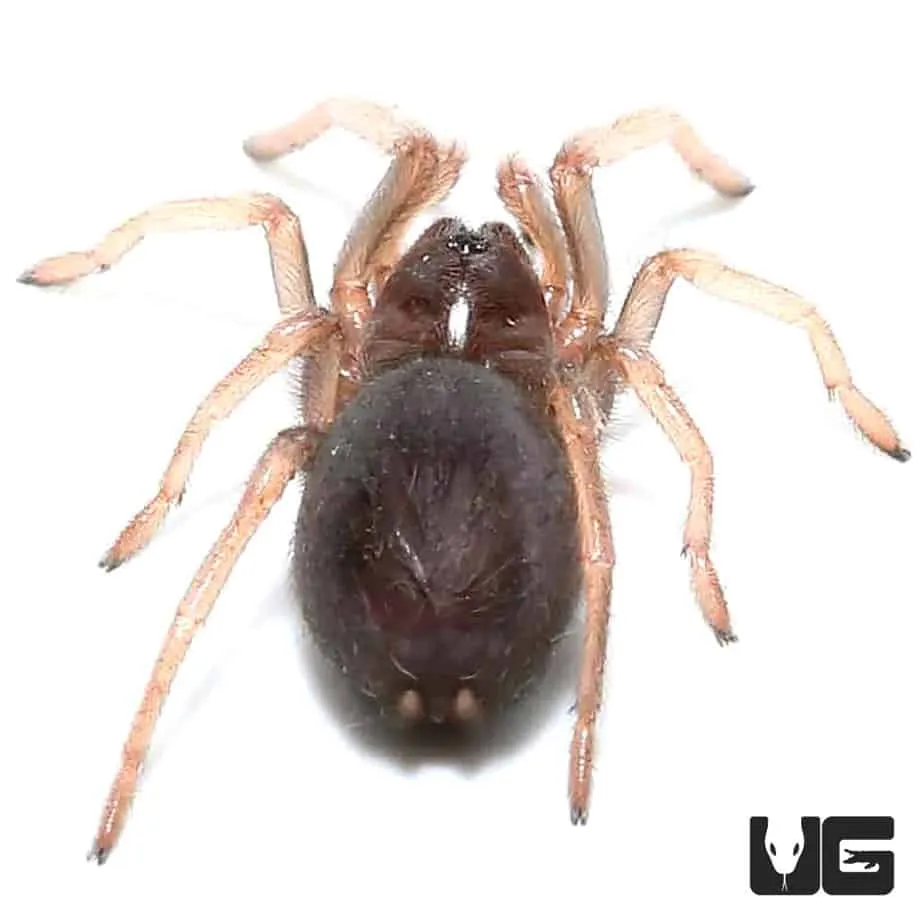 15212 blood leg tarantula habitat