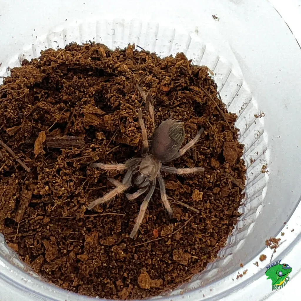 15212 blood leg tarantula housing