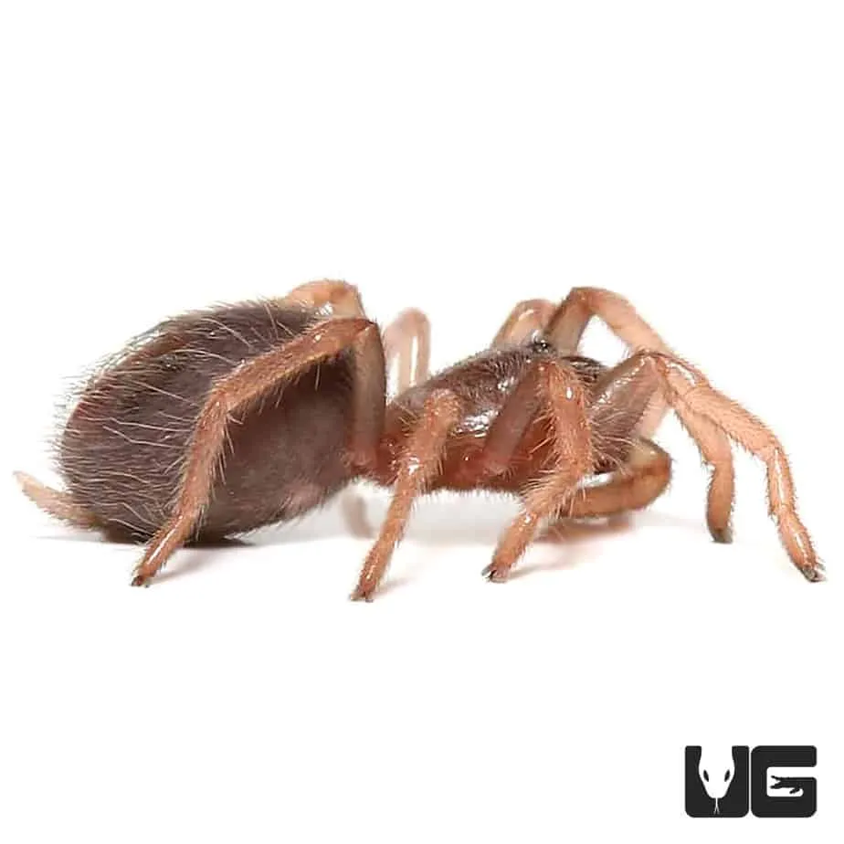 15212 blood leg tarantula markings