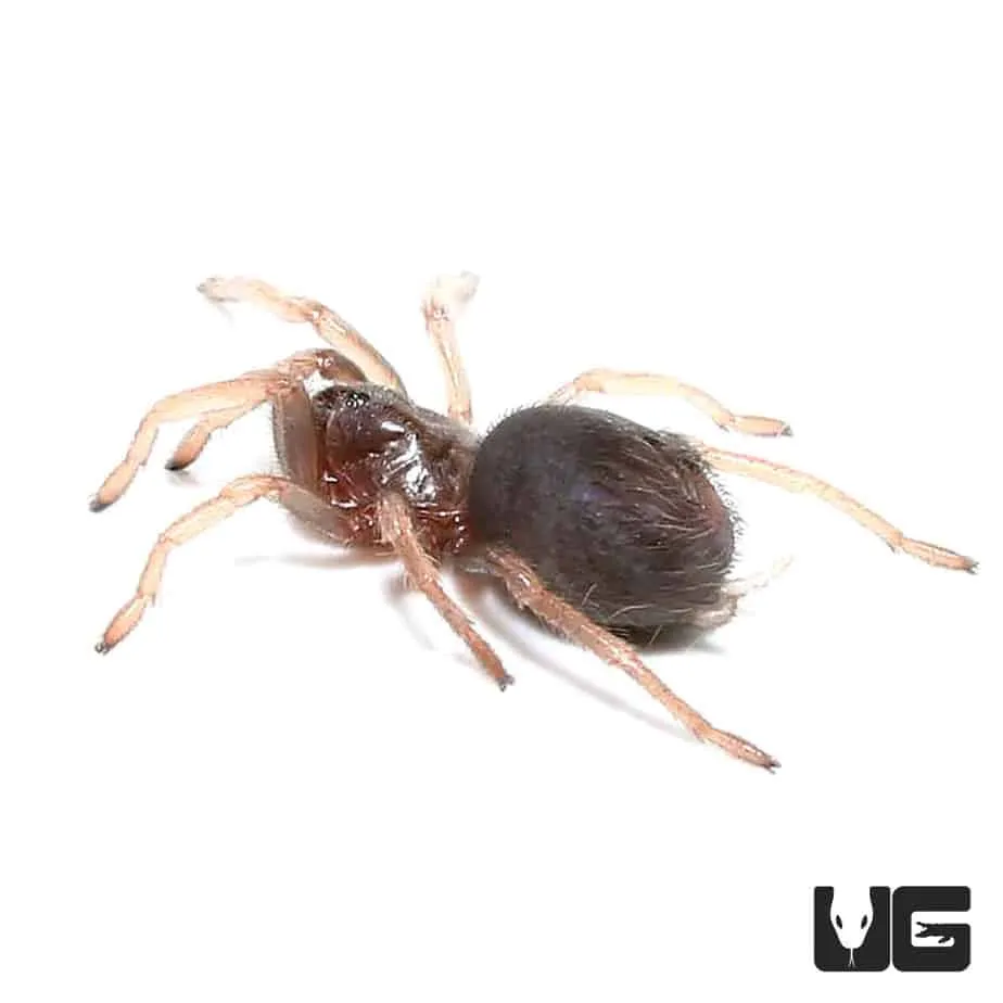 15212 blood leg tarantula overview