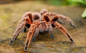 15213 birdeater tarantula species