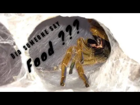 15213 birdeater tarantula vet