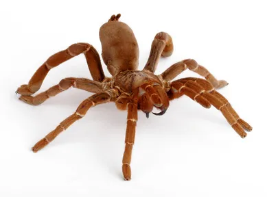 15214 baboon tarantula habitat