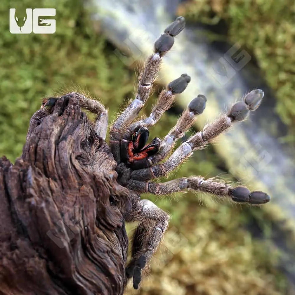 15214 baboon tarantula handling