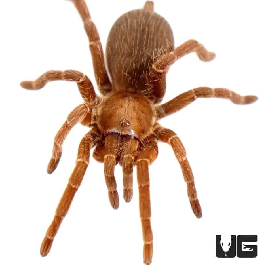 /img/15214-baboon-tarantula-molting.webp